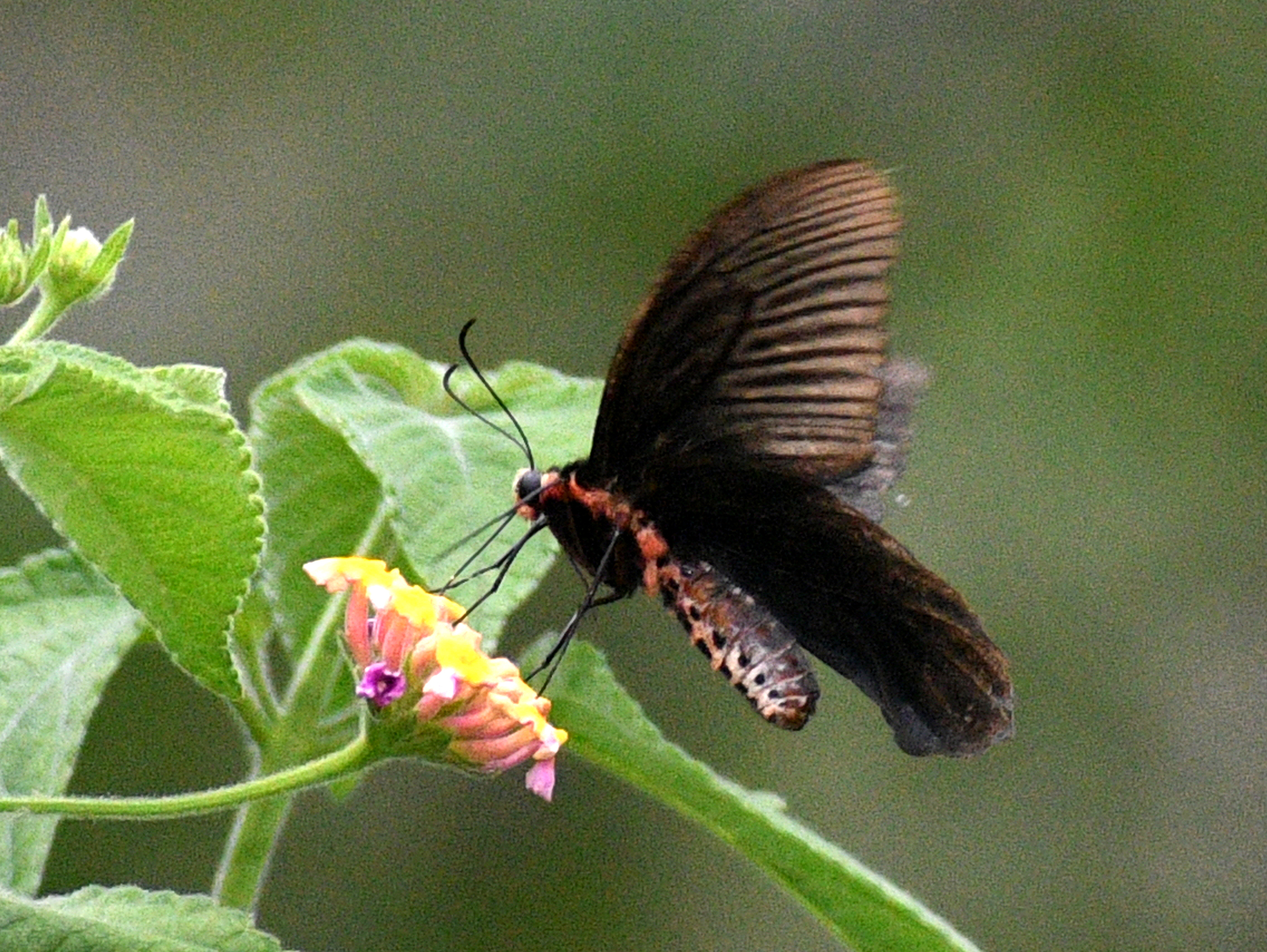Common Batwing