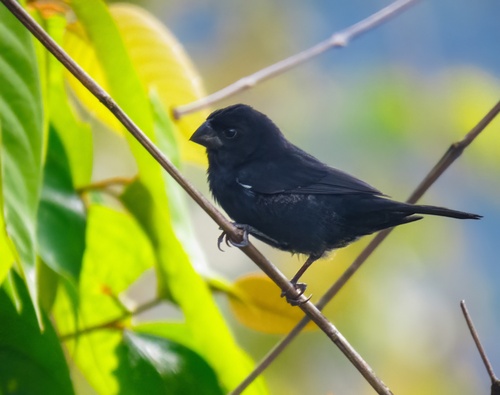 Thick-billed Seed Finch (Sporophila funerea), photo 5