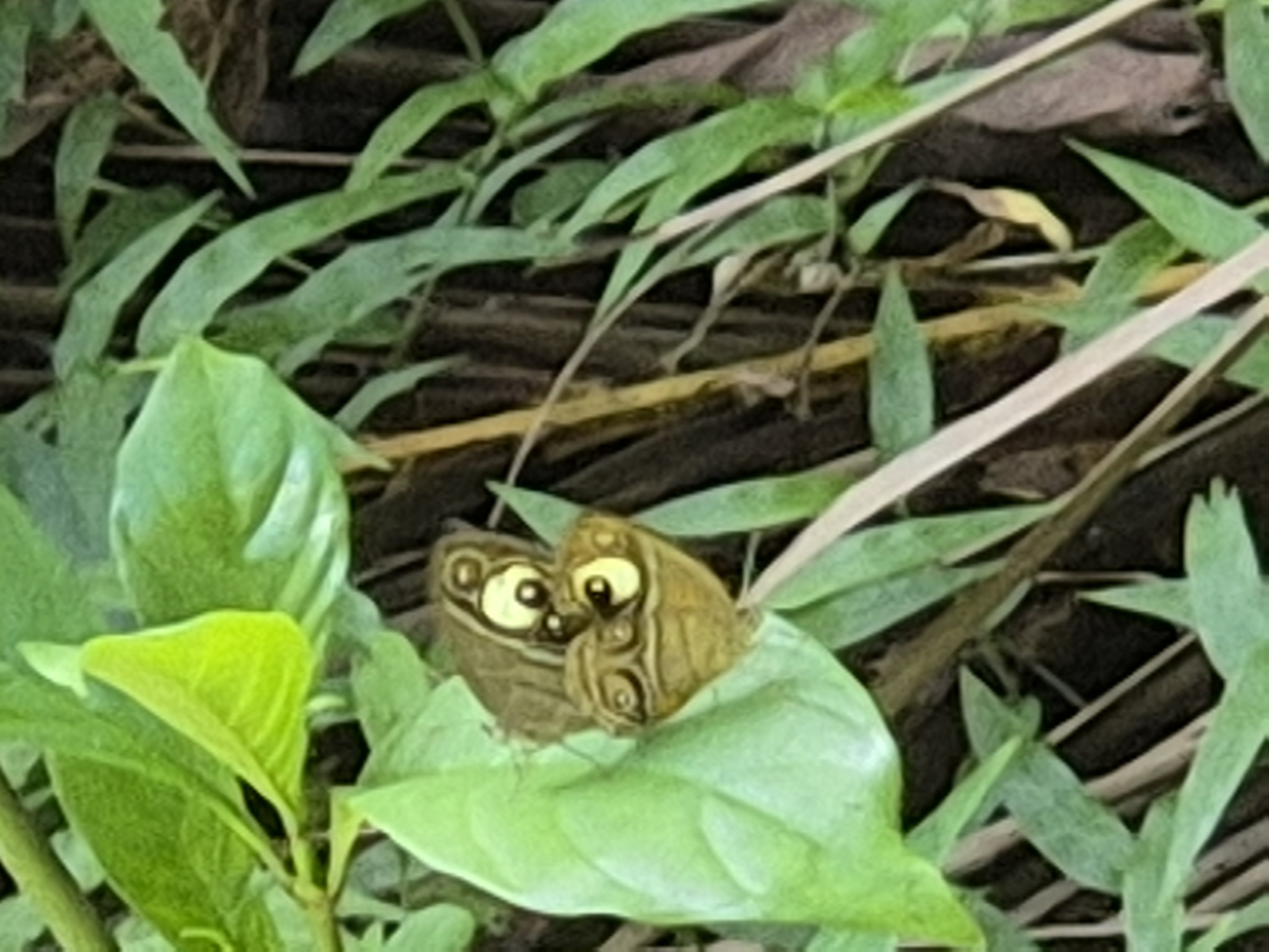 Malabar Glad-Eye Bushbrown