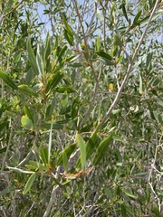 Salix lutea