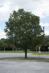 Quercus graciliformis