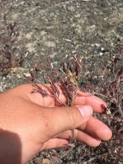 Cordylanthus kingii helleri