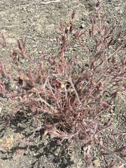 Cordylanthus kingii helleri
