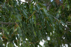 Quercus graciliformis