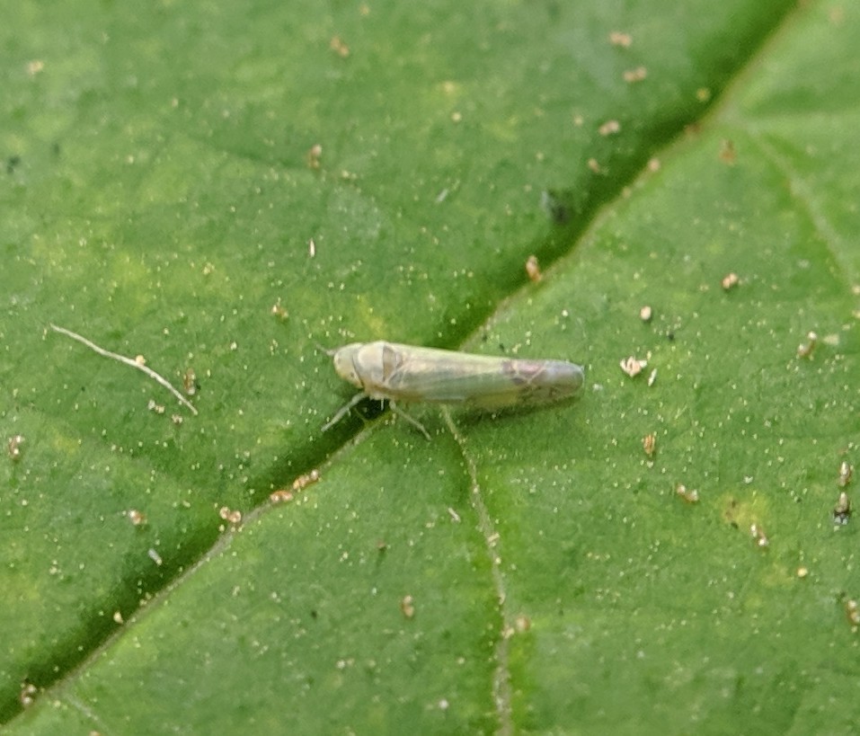 Eupteryx filicum