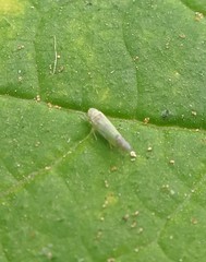 Eupteryx filicum