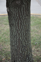 Quercus graciliformis