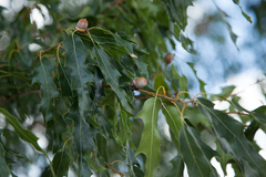 Quercus graciliformis