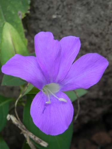 Barleria prattensis