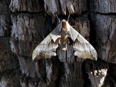 Smerinthus saliceti