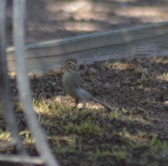 Spizella breweri breweri