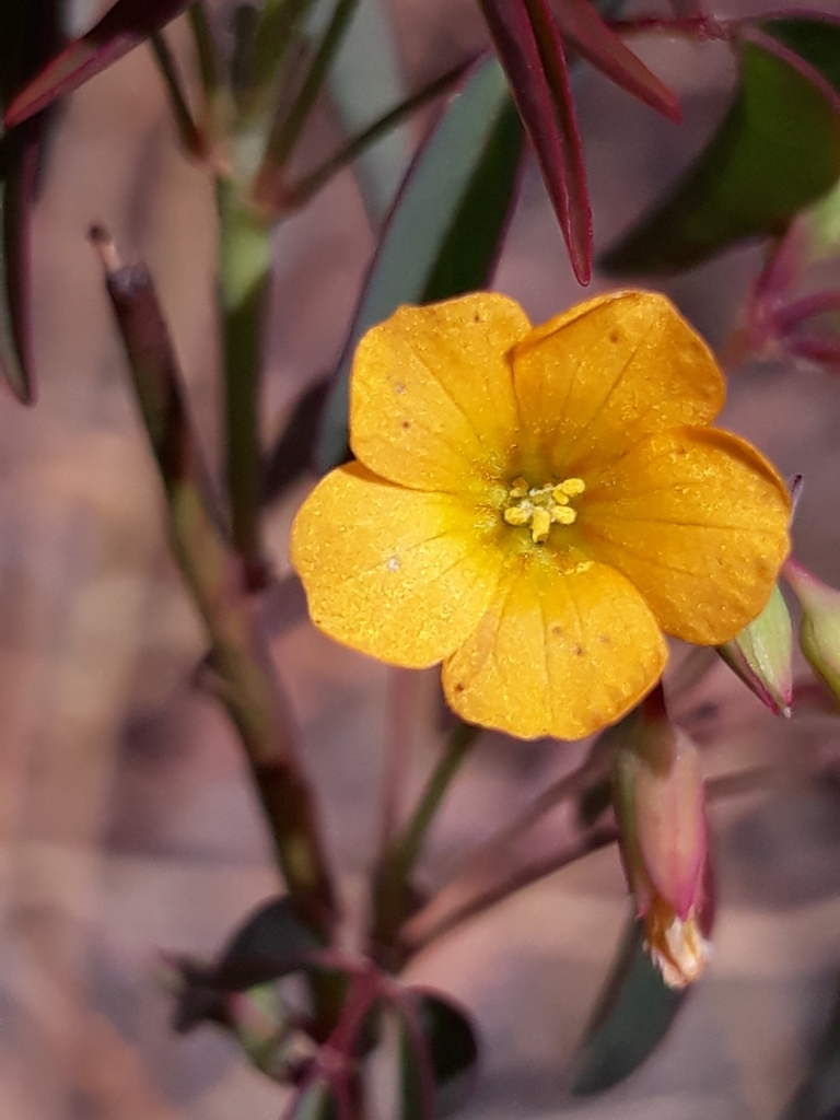Oxalis pyrenea