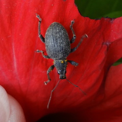 Curculionidae