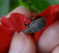 Curculionidae