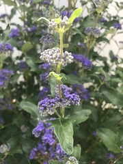 Caryopteris × clandonensis