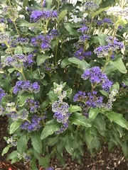 Caryopteris × clandonensis