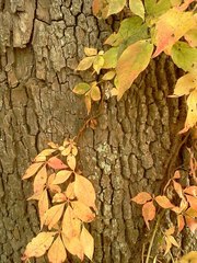 Parthenocissus quinquefolia