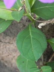 Barleria prattensis