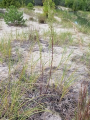 Artemisia campestris caudata