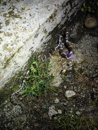 Northern Large-toothed Snake
