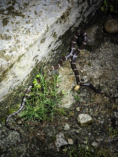 Northern Large-toothed Snake