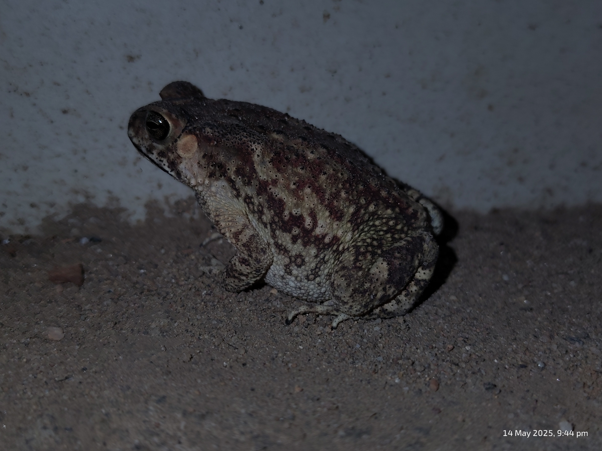 Indian Common True Toad