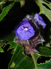 Neuracanthus sphaerostachyus