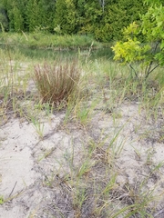 Sporobolus rigidus magnus