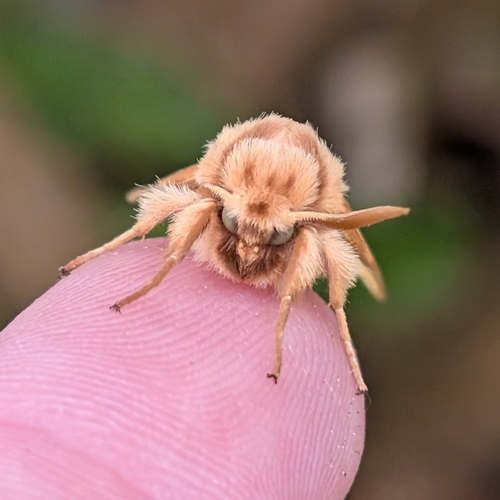 Spotted Tussock Moth, photo 3 of 9