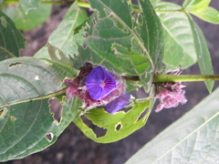 Neuracanthus sphaerostachyus