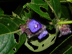 Neuracanthus sphaerostachyus
