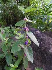 Neuracanthus sphaerostachyus