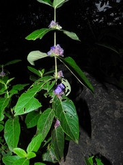Neuracanthus sphaerostachyus