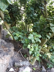 Ficus petiolaris