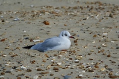 Chroicocephalus ridibundus