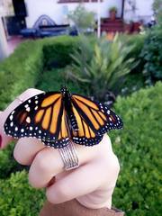 Danaus plexippus