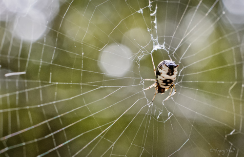 White Micrathena