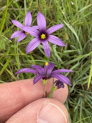(c) Ed Alverson, some rights reserved (CC BY) Sisyrinchium hitchcockii, photograph (c) Ed Alverson, some rights reserved (CC BY)