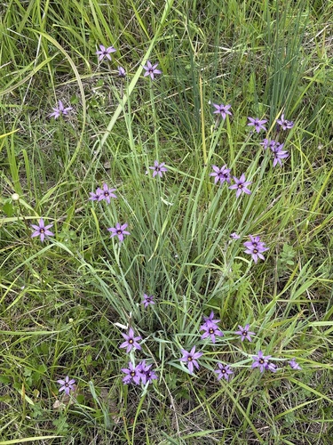 Sisyrinchium hitchcockii, photograph 5