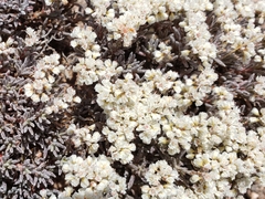 Eriogonum pulchrum