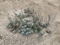 Artemisia stelleriana