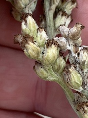 Artemisia stelleriana