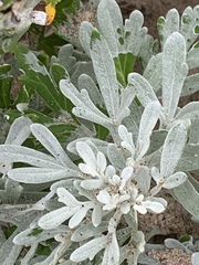 Artemisia stelleriana