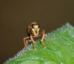Asilus crabroniformis