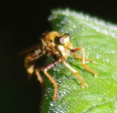 Asilus crabroniformis