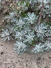 Artemisia stelleriana