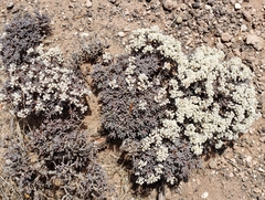Eriogonum pulchrum
