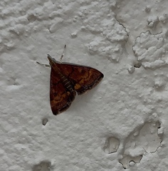Pyrausta californicalis