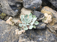 Physaria didymocarpa