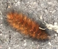 Lepidoptera